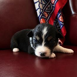 Piplup - Black tri-color female Australian Shepherd puppy in Chaplin, Connecticut from Mystic Moon