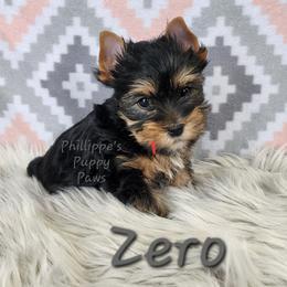 Zero - Black and tan male Yorkshire Terrier puppy in Adair, Oklahoma from Phillippe's Puppy Paws