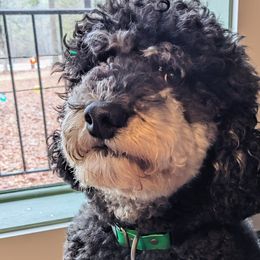 Poodles from Horse Creek Valley Ranch