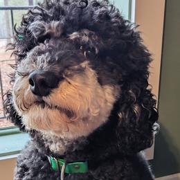 Poodles from Horse Creek Valley Ranch