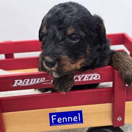 Fennel - Phantom male Bernedoodle puppy in Neillsville, Wisconsin from Granton Creek