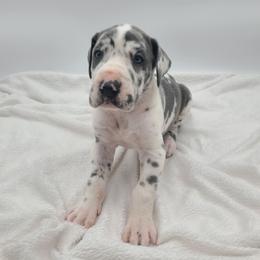 Sadie - Harlequin female Great Dane puppy in Kannapolis, North Carolina from Carolina Great Danes & Toy Poodles