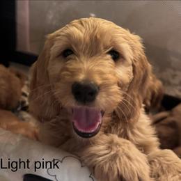 Goldendoodle Puppies from Golden Mesa Doodles