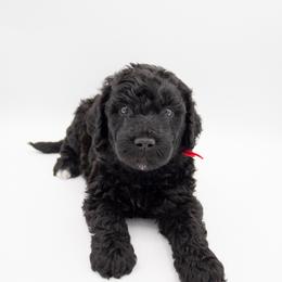 Jaq - Red Collar - Black male Labradoodle puppy in Lehi, Utah from Our Little Farm Life Doodles