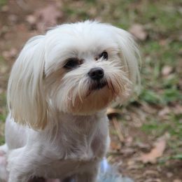 Jax - Maltese