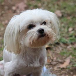 Jax - Maltese