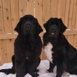 Newfoundland Puppies from Tonka Bay Newfoundlands