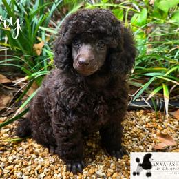 Female 2 - Brown female Poodle puppy in Lakeland, Florida from Anna-Ash Poodles