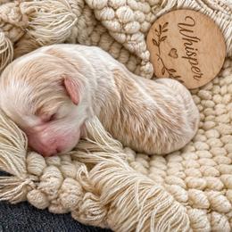 Whisper - White female Bernedoodle puppy in Mint Hill, North Carolina from Ball-Y-Hoo Bernedoodles