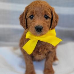 Oakley - Red  male Goldendoodle puppy in Warrior, Alabama from Elite Goldendoodles and Bernedoodles