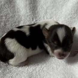 Diablo AKC - Chocolate, tan and white male Yorkshire Terrier puppy in Labelle, Florida from Chocolate and Parti Yorkies in Florida