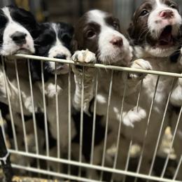Aqua collar - Liver white and tan male English Springer Spaniel puppy in Jamestown, Kentucky from Waterworks Springers