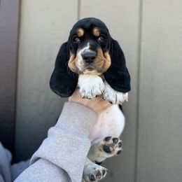 Basset Hound Puppies from Autumn Oak Basset Hounds