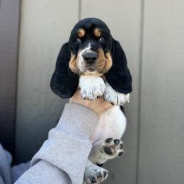 Basset Hound Puppies from Autumn Oak Basset Hounds