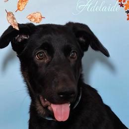 Adelaide - Black and cream female German Shepherd puppy in De Land, Florida from 3B’s Animal Artistry