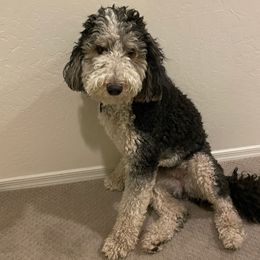 Ruby - Bernedoodle
