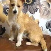 Miniature American Shepherd and Portuguese Podengo Pequeno All Grown Up from Kaprikorn