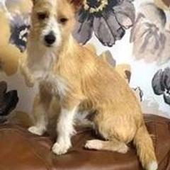 Miniature American Shepherd and Portuguese Podengo Pequeno All Grown Up from Kaprikorn