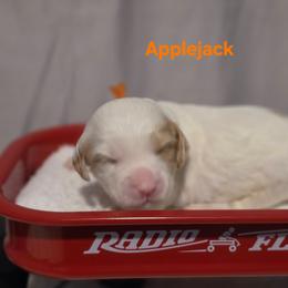 Applejack - Parti male Goldendoodle puppy in Summerville, South Carolina from Channys Doodles