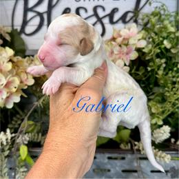 Gabriel - Parti male Pyredoodle puppy in Bowling Green, Ohio from FDF Pyredoodles & Bernedoodles