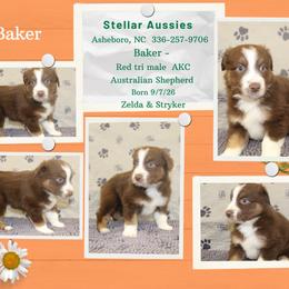 Baker - Red tri-color male Australian Shepherd puppy in Asheboro, North Carolina from Stellar Aussies