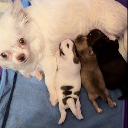 Lilian - Chihuahua