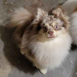 Pj - Pomeranian