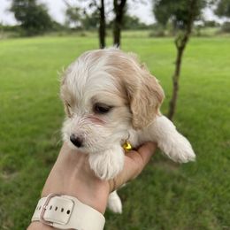 Cockapoo Puppies from Good Grief Doodles
