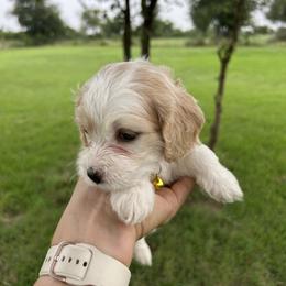 Cockapoo Puppies from Good Grief Doodles