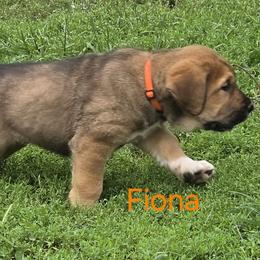 Fiona - Red female Spanish Mastiff puppy in Prosperity, Pennsylvania from Prosperity Guardians
