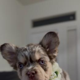 Maple - Tricolors female French Bulldog puppy in Midland, Texas from Frenchies