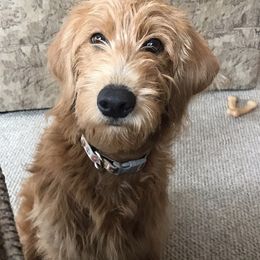 Gemma - Goldendoodle