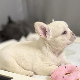 French Bulldog Puppies from Tellez House of Frenchies