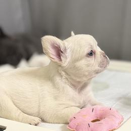 French Bulldog Puppies from Tellez House of Frenchies