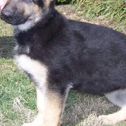 German Shepherds from Von Willnic Kennels