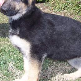 German Shepherds from Von Willnic Kennels