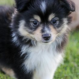 Toy Australian Shepherds from The Sky Is Falling Toy Aussies