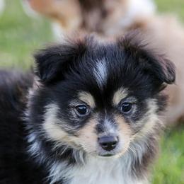 Toy Australian Shepherds from The Sky Is Falling Toy Aussies