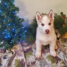 Grasshopper (Hopper) - Red and white male Siberian Husky puppy in Elk River, Minnesota from Naturez Siberians