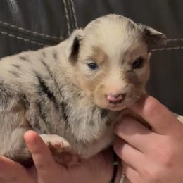 Molly - Blue merle female Border Collie puppy in North Lakeport, California from Wild Rose Ranch