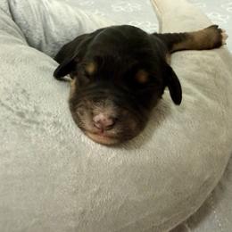 Girl 2 - Black phantom female Assorted Doodle Crosses puppy in Waco, Georgia from Huff Family Doxies & Doodles