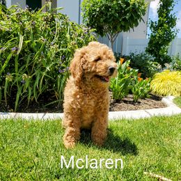 Goldendoodle Puppies from Brulee Doodles