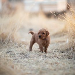 Cavalier King Charles Spaniel and Golden Retriever Puppies from Tsarevich Goldens and Cavaliers