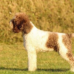 Mattia - Lagotto Romagnolo