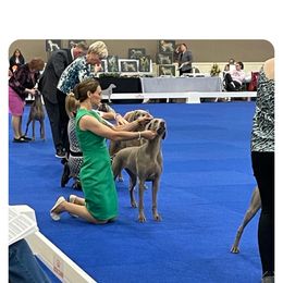 Weimaraner Puppies from So-IN Weimaraner's