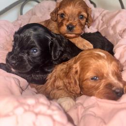 Cavapoo puppies from Amore Cavaliers