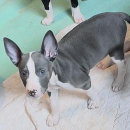 Mastiff and Rat Terrier Puppies from POEM's Haven
