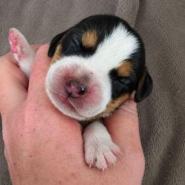 Dorthy - Blue tan and white female Beagle puppy in Lake City, Florida from Sunkissed Beagles