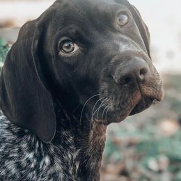German Shorthaired Pointers from Southern Lands Kennels