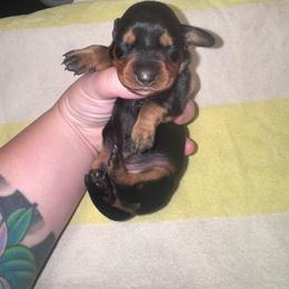 Roo - Black and tan female Dachshund puppy in Hilliard, Florida from Wiggle Weens